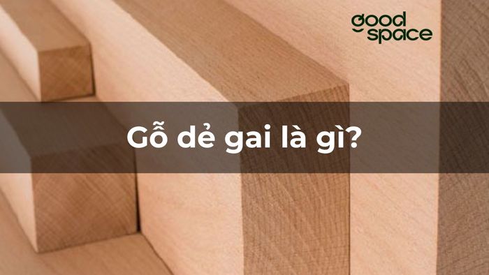 Gỗ dẻ gai là gì? Đặc điểm, ứng dụng, thuộc nhóm mấy